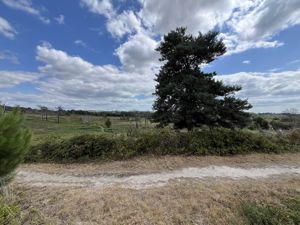 Canford Heath- click for photo gallery